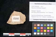 Foto (Objekt + Etikett) von Araucaria sternbergii Goeppert (NHMW-GEO-2024-0188-8292)